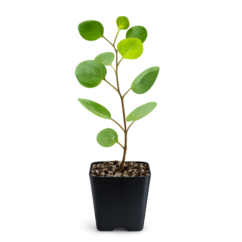 Silver Dollar Eucalyptus – Fragrant Bonsai Starter Tree