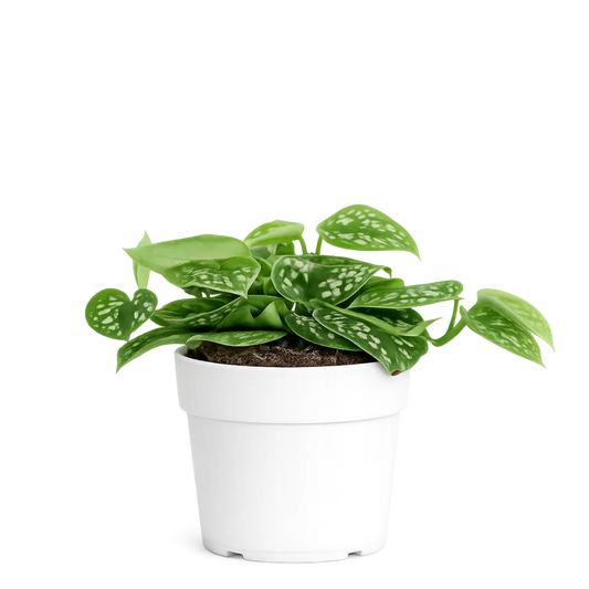 Spotted Silver Satin Pothos – Easy Care Indoor Vine Plant Gift