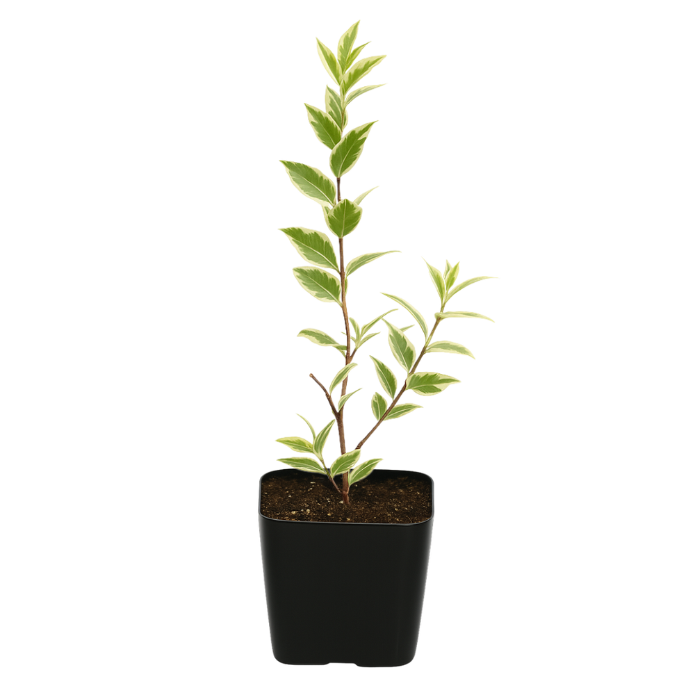 Variegated Myrtle – Easy Care Bonsai Starter Plant