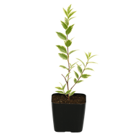 Variegated Myrtle – Easy Care Bonsai Starter Plant