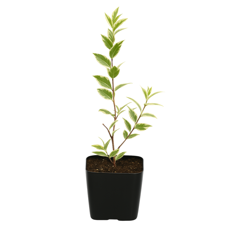 Variegated Myrtle – Easy Care Bonsai Starter Plant