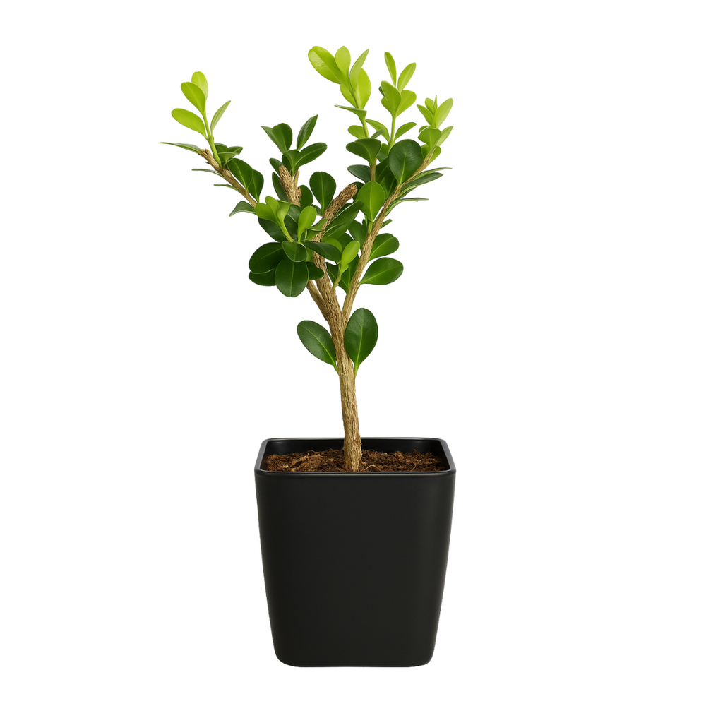 Winter Gem Boxwood – Evergreen Bonsai Starter Shrub