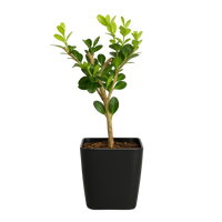Winter Gem Boxwood – Evergreen Bonsai Starter Shrub