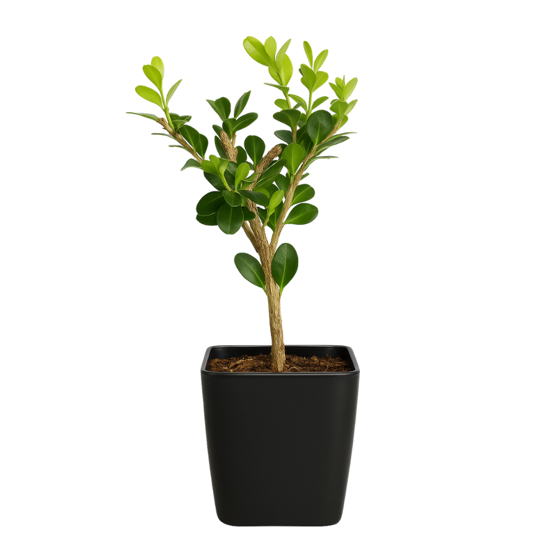 Winter Gem Boxwood – Evergreen Bonsai Starter Shrub