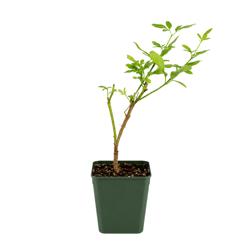Yellow Primrose Jasmine – Flowering Garden Vine