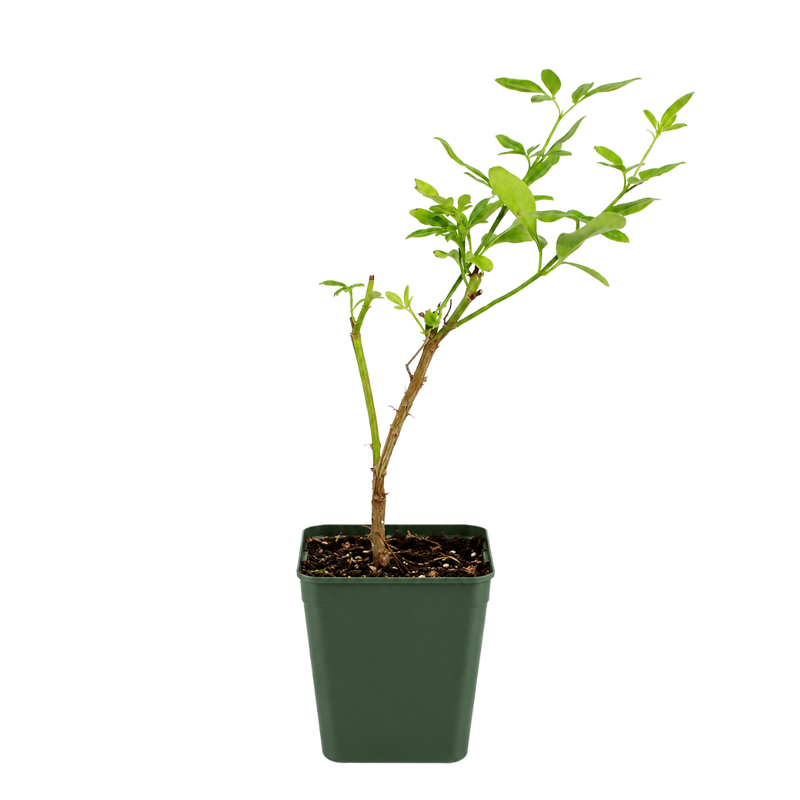 Yellow Primrose Jasmine – Flowering Garden Vine
