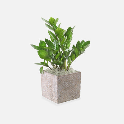 Pavo Planter